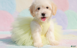Maltipoo dogs for sale: GIRL - Image 2