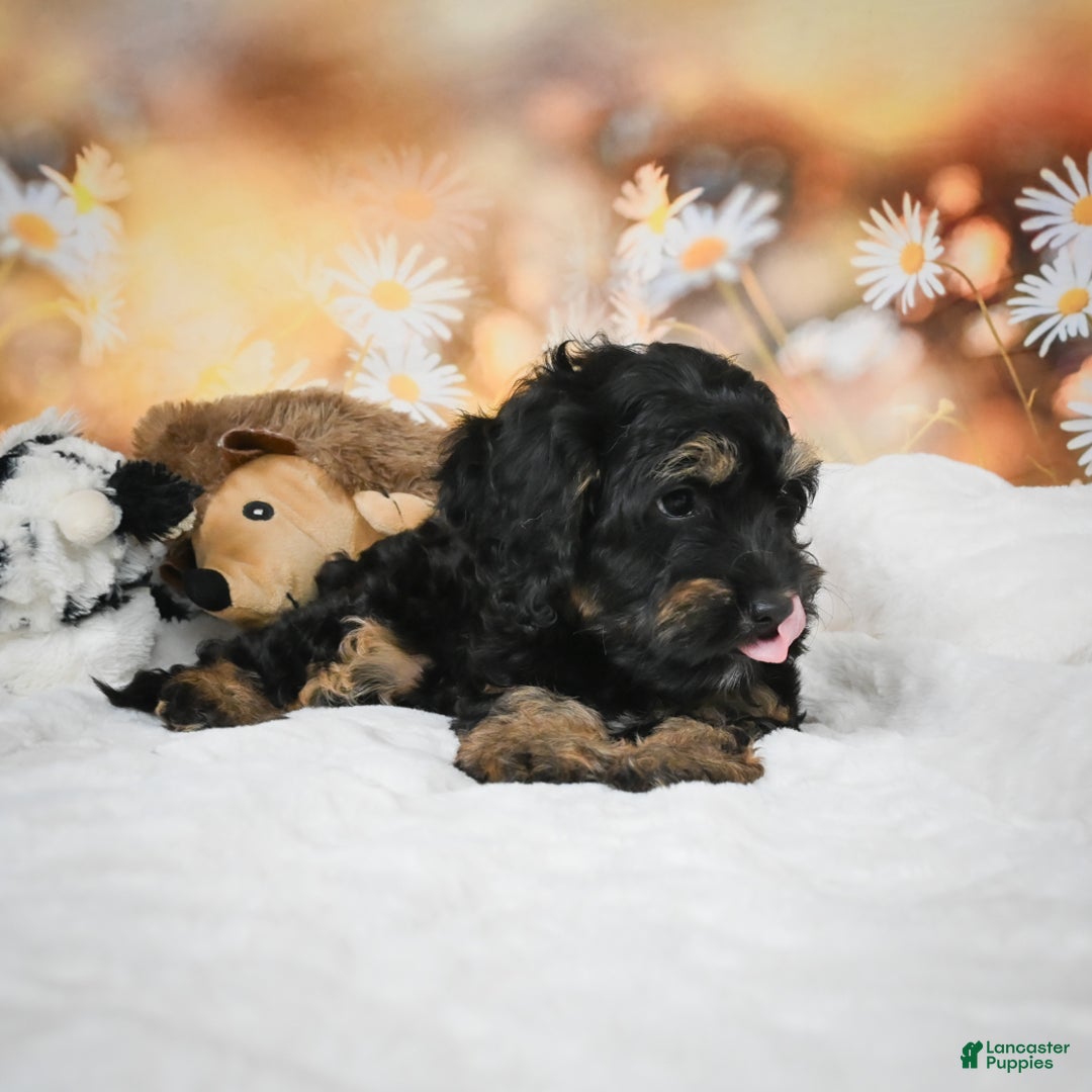 Cockapoo dogs for sale: Carter - Ad 9