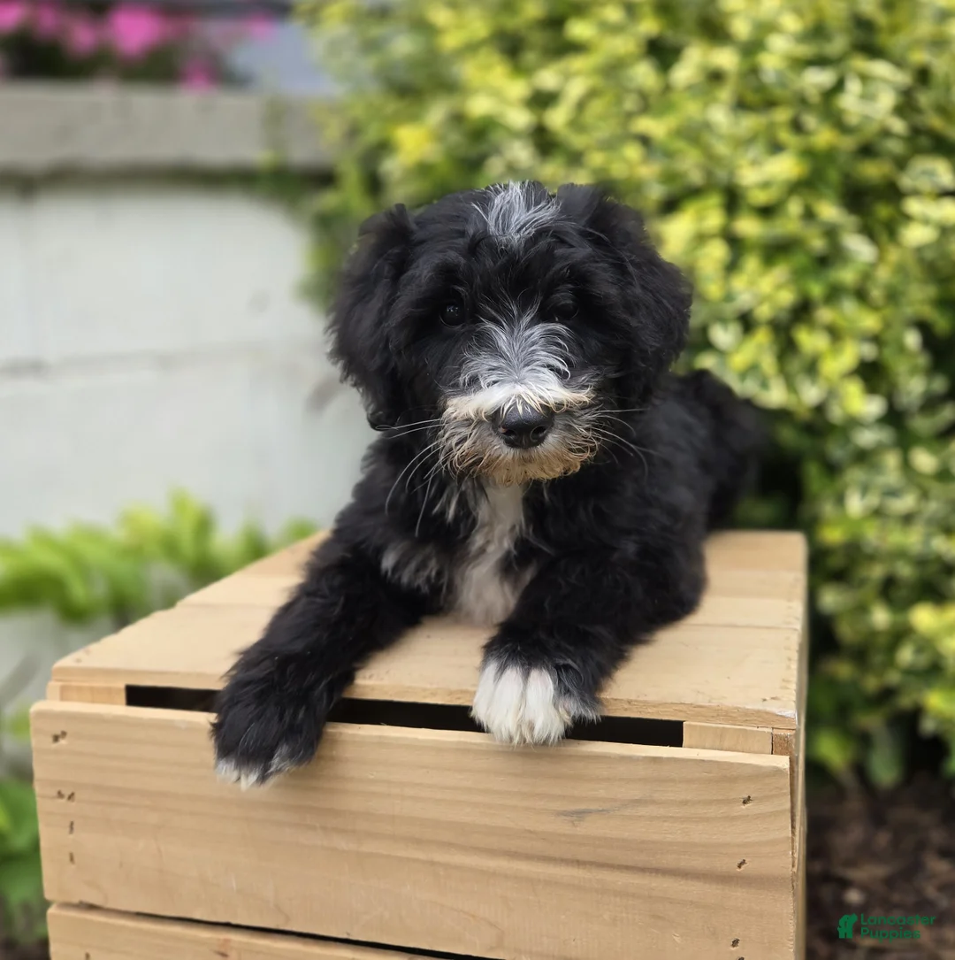 Mini Sheepadoodle dogs for sale: Smiley - Ad 9
