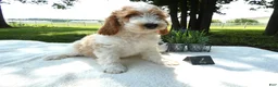 Mini Goldendoodle dogs for sale: Mini Goldendoodle 4 Ryan - Ad 5