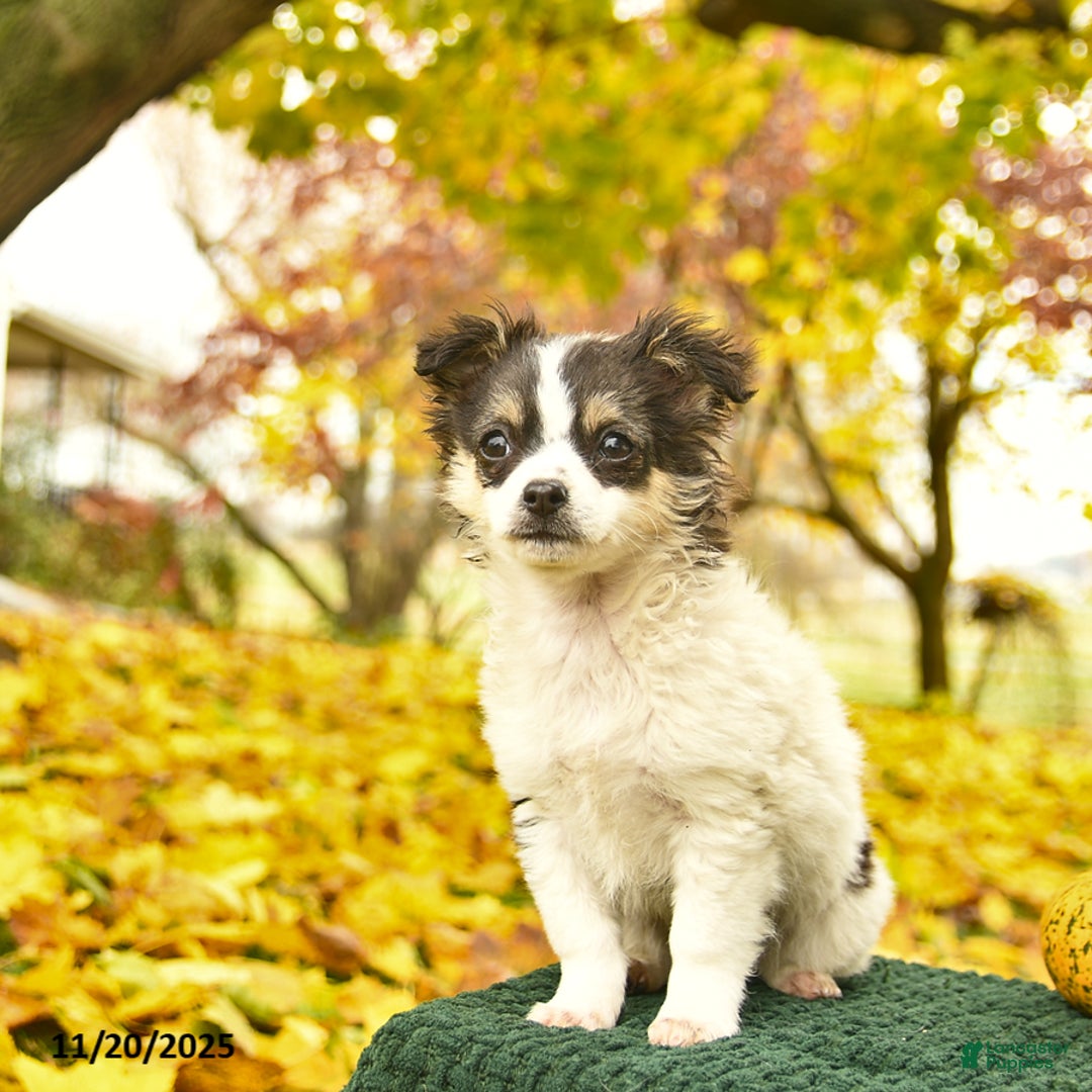 Chihuahua dogs for sale: Andy  - Ad 2