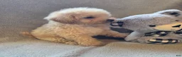 Maltipoo dogs for sale: Tucker - Ad 10