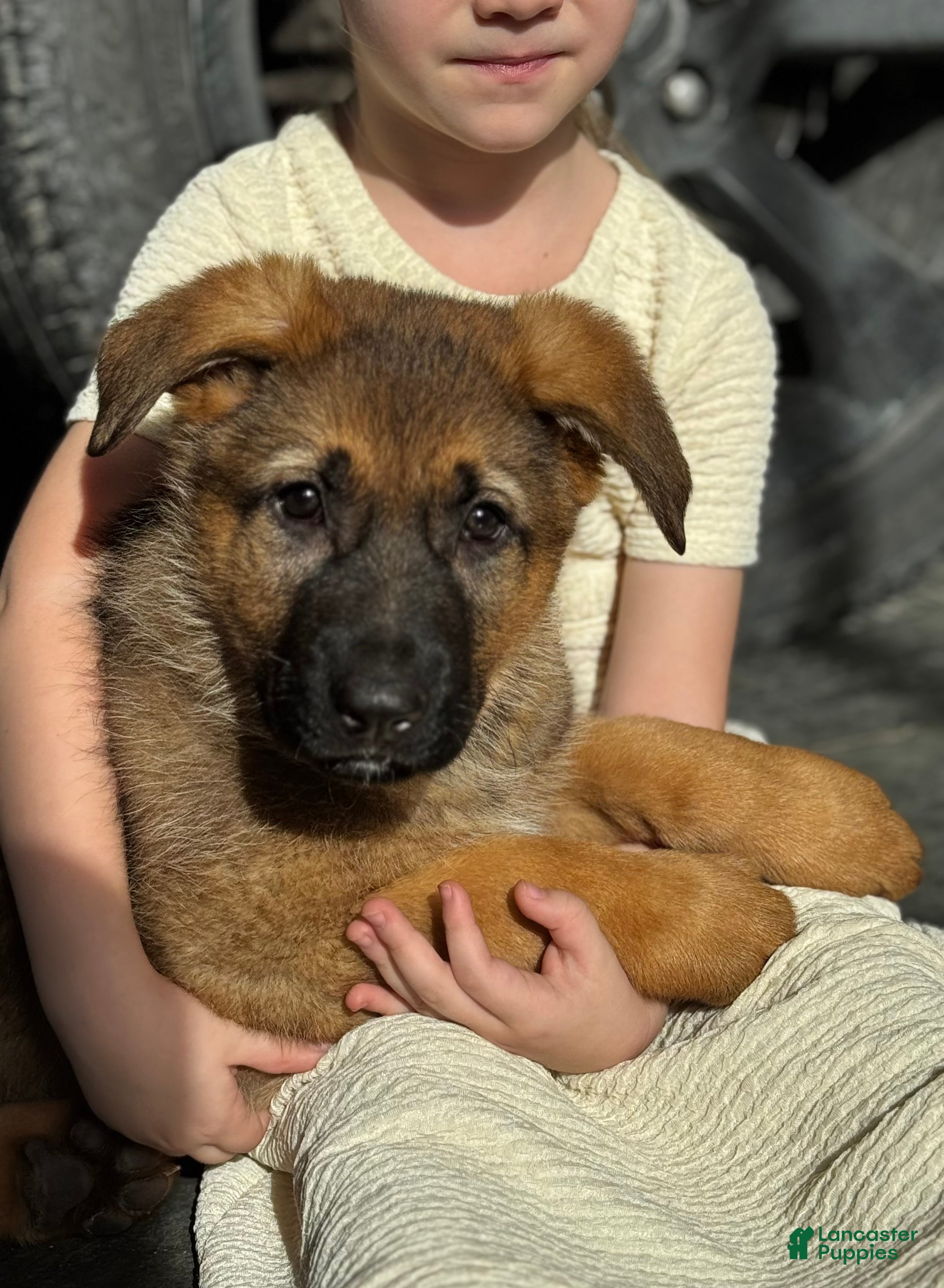 German Shepherd dogs Rawlins - Ad 16