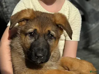 German Shepherd dogs Rawlins - Ad 16