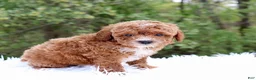 Cavapoo dogs for sale: Mr. Randall - Ad 2