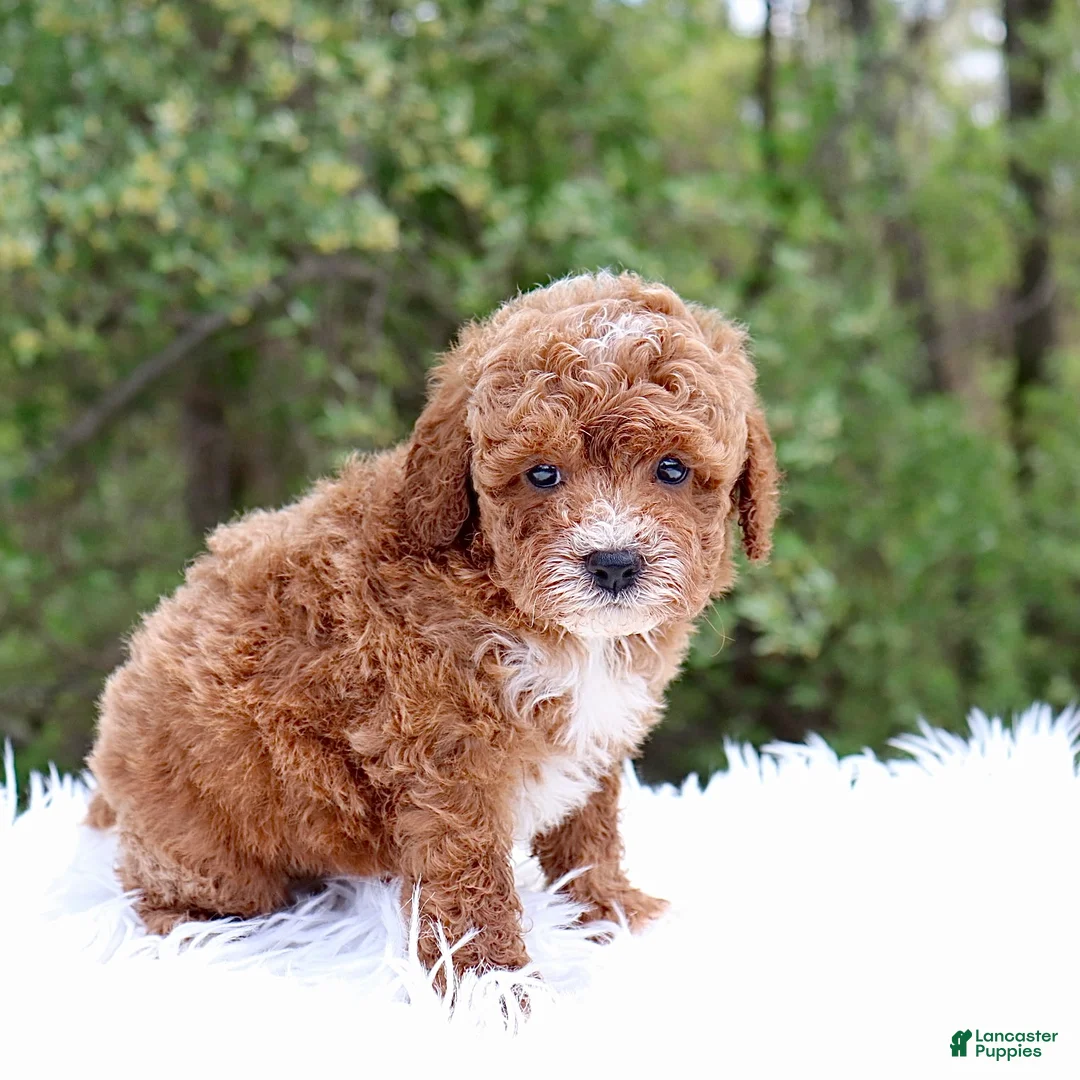 Cavapoo dogs for sale: Mr. Randall - Ad 2