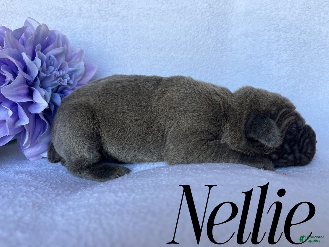 Cane Corso dogs for sale: Nellie - Ad 4