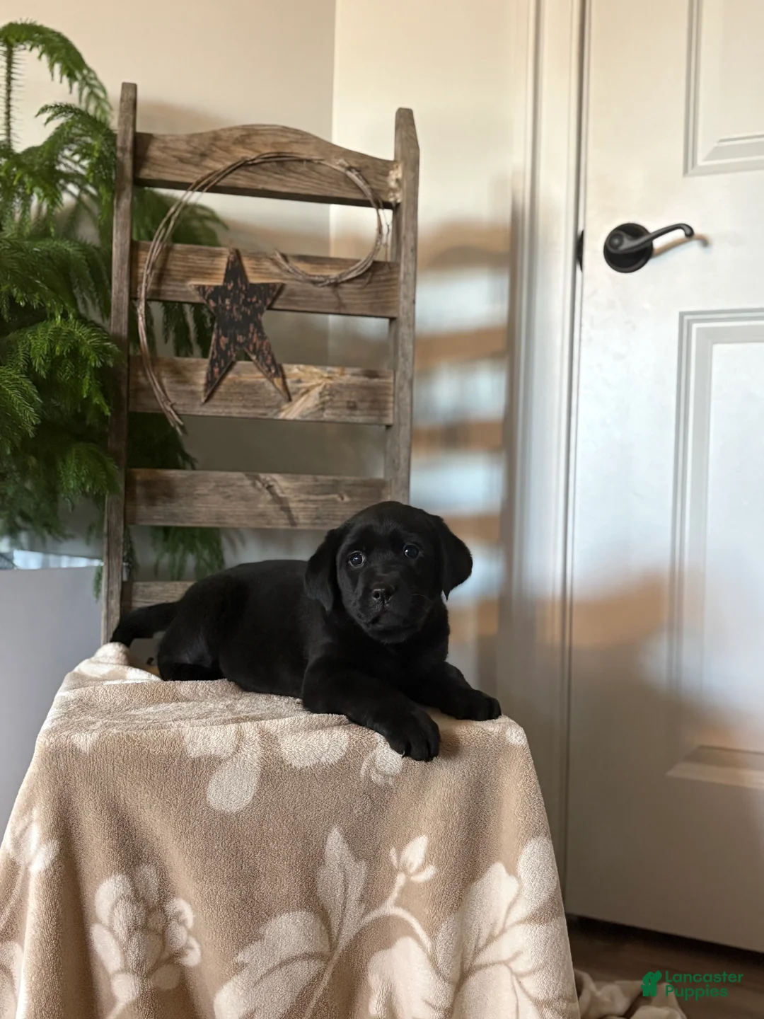 Labrador Retriever dogs for sale: Harry  - Ad 2
