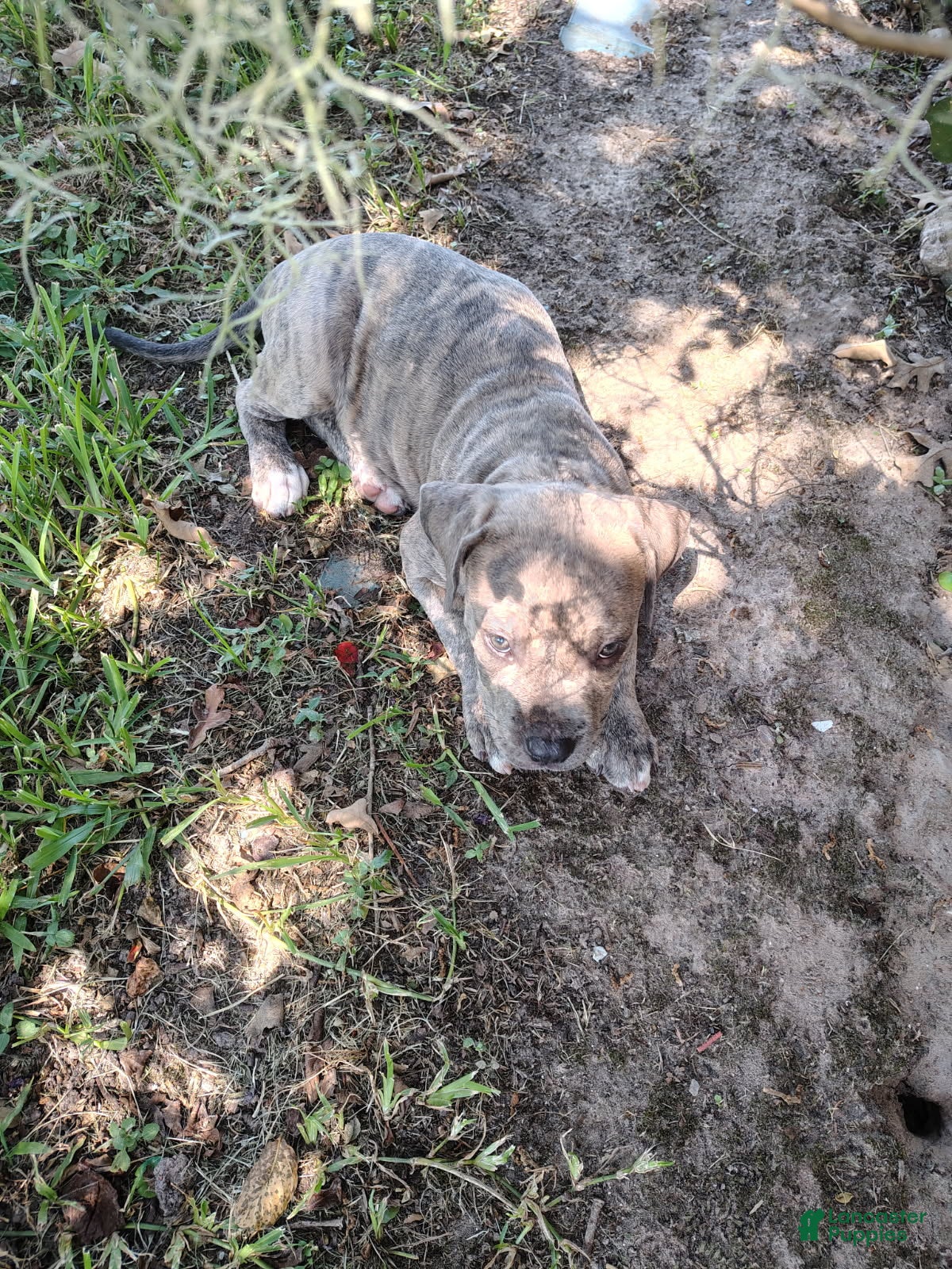 American Bully dogs American Pit terrier  - Ad 2