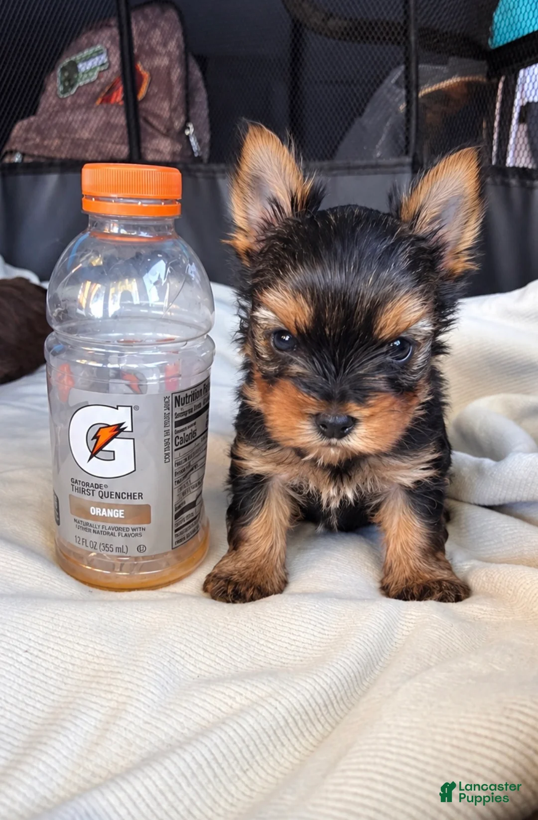 Yorkshire Terrier dogs for sale: Bella - Ad 2
