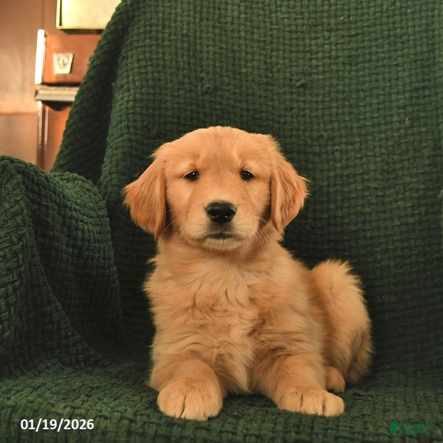 Golden Retriever dogs Regina  - Ad 2