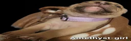 American Bully dogs for sale: Amethyst  - Ad 7
