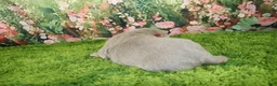 Labrador Retriever dogs for sale: Frost - Ad 3