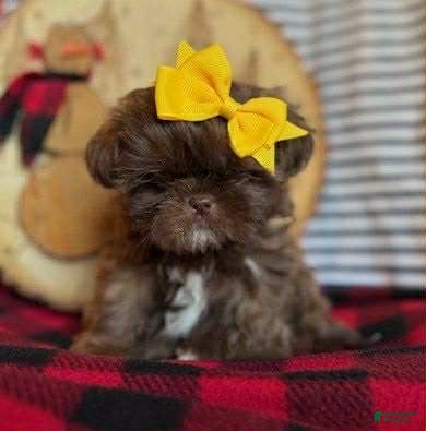 Shih Tzu dogs Peanut - Ad 4
