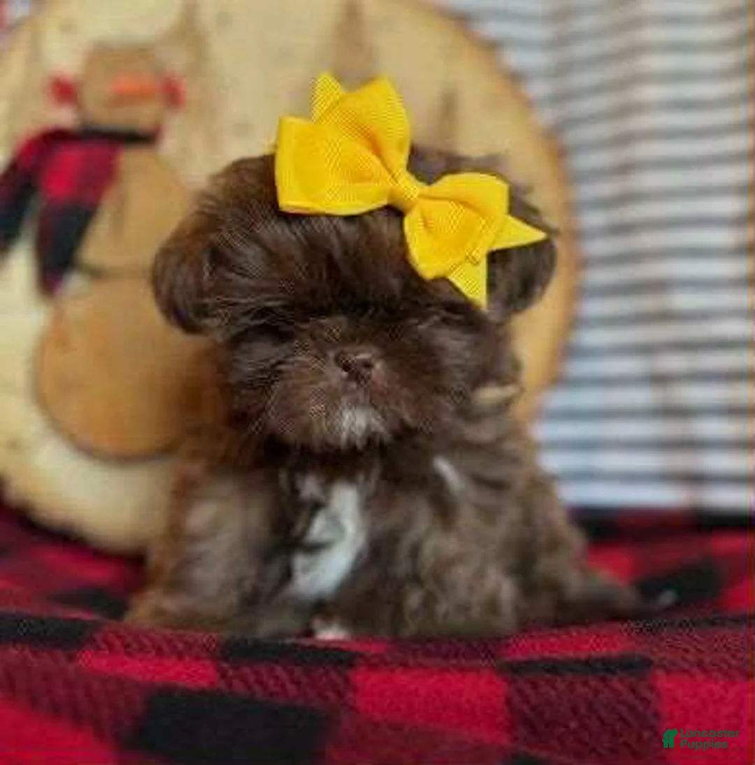 Shih Tzu dogs for sale: Peanut - Ad 1