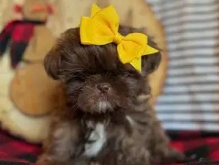 Shih Tzu dogs Peanut - Ad 4