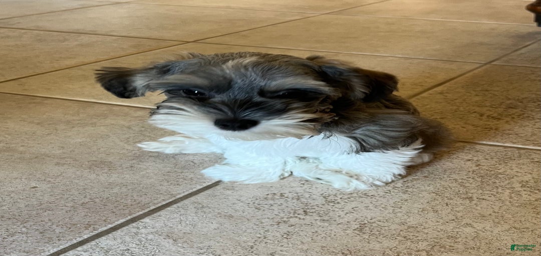 Gallery Image {{count}}