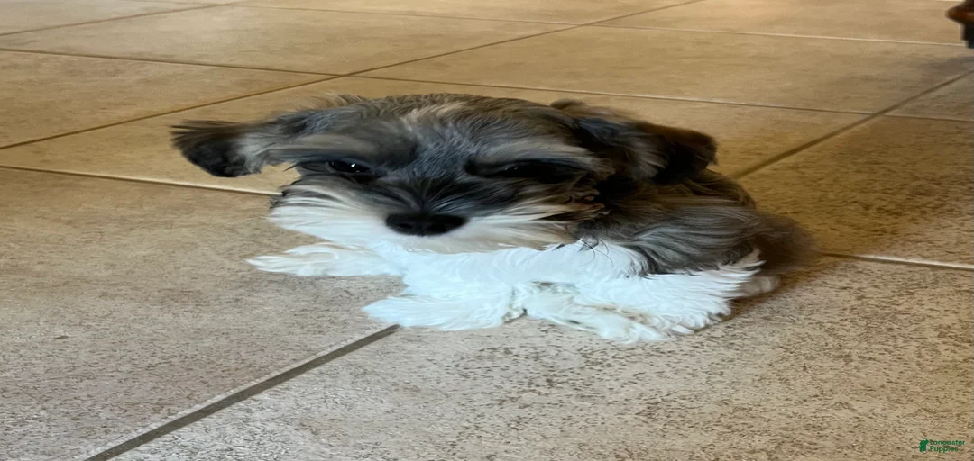 Gallery Image {{count}}