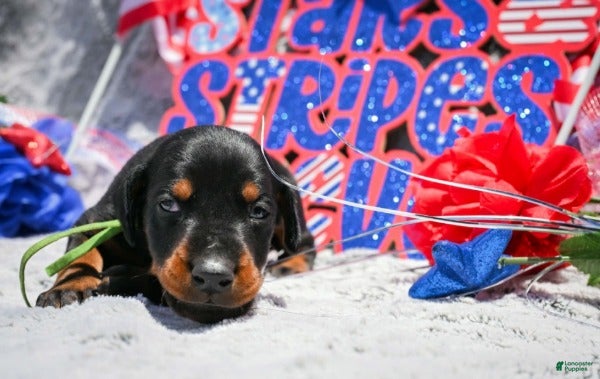 Doberman Pinscher dogs Boy 4 - Ad 25