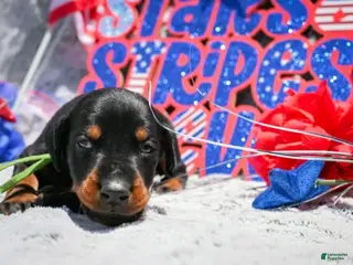 Doberman Pinscher dogs Boy 4 - Ad 25