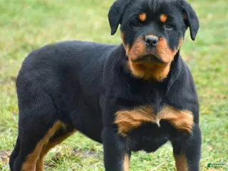 Rottweiler dogs Rottweiler Puppy 4 Remy - Ad 13