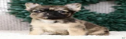 French Bulldog dogs for sale: Jesse - Ad 1