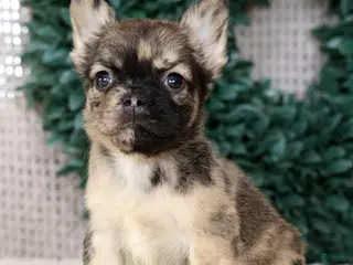 French Bulldog dogs for sale: Jesse - Ad 4