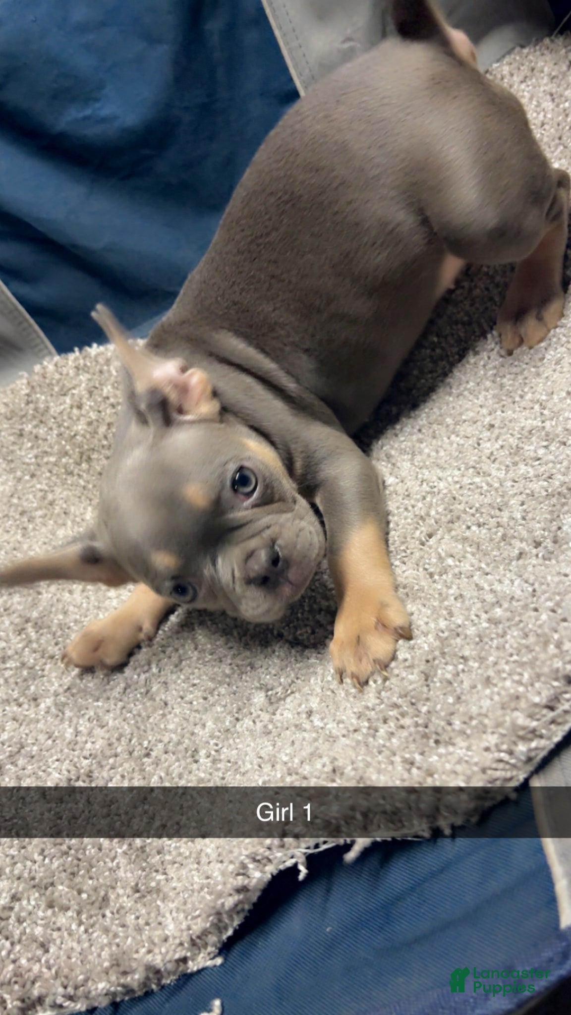 French Bulldog dogs Layla - Ad 1