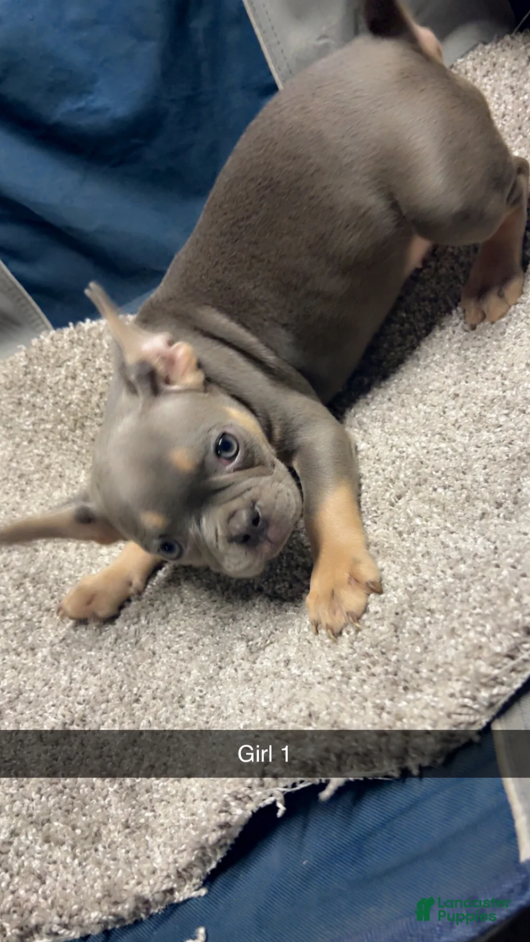 French Bulldog dogs for sale: French Bulldog Puppy 3 - Ad 2