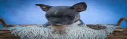 Frenchton dogs for sale: Poppy  - Ad 19