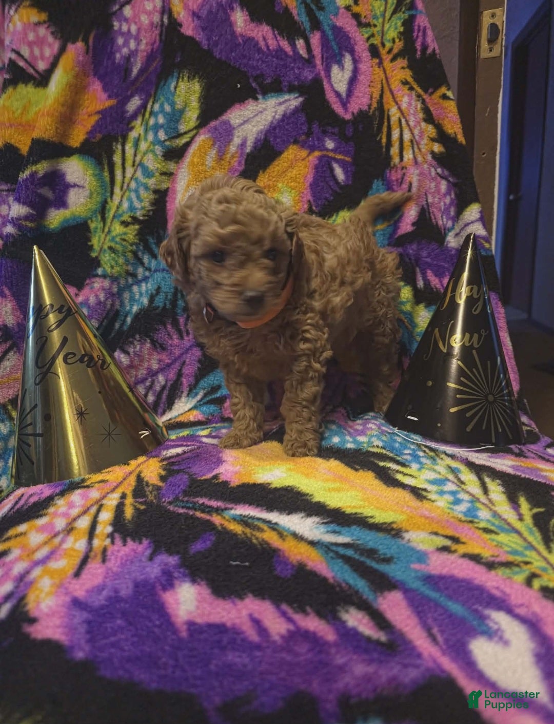 Mini Goldendoodle dogs for sale: Nova - Ad 3