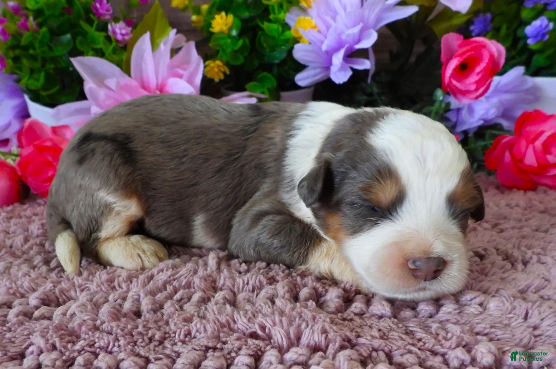 Mini Bernedoodle dogs for sale: #8 Male (Splash's) - Ad 2