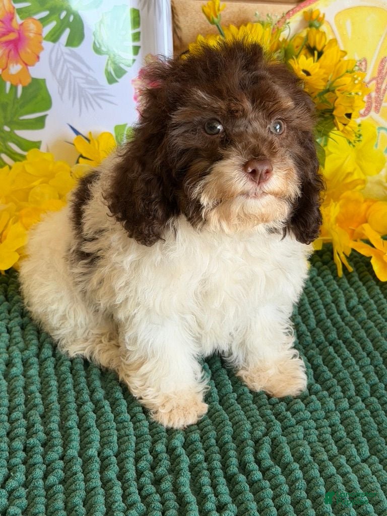 Cockapoo dogs Millie - Ad 16