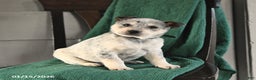 Australian Cattle Dog dogs for sale: Maverick - Ad 2