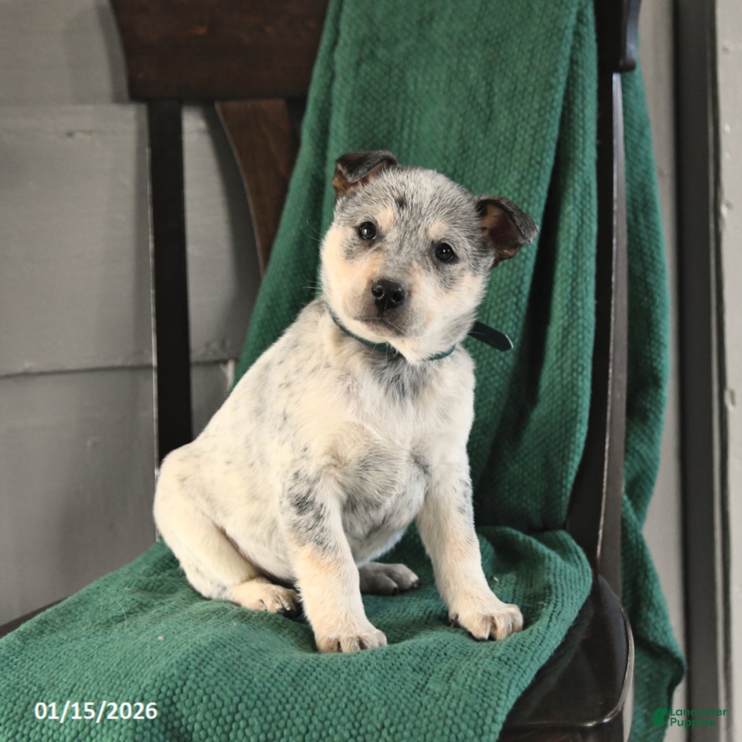 Australian Cattle Dog dogs for sale: Maverick - Ad 2