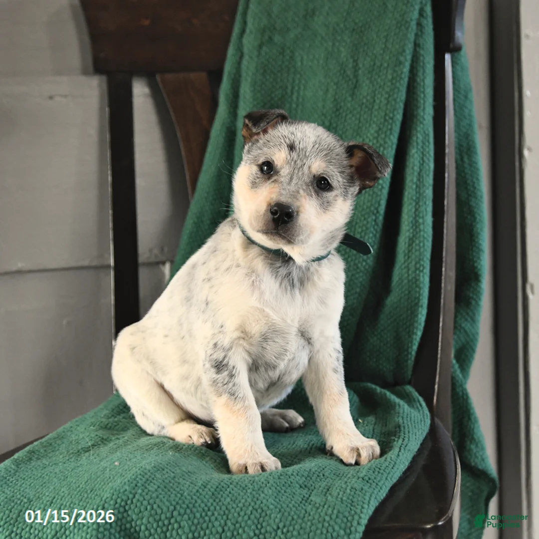 Australian Cattle Dog dogs for sale: Maverick - Ad 2