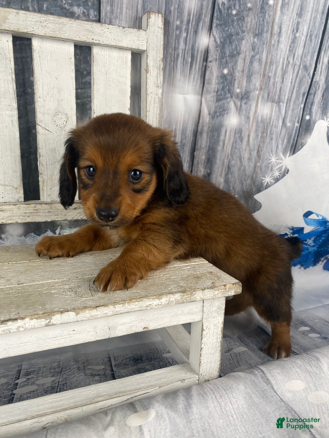 Miniature Dachshund dogs for sale: Dolly - Ad 3