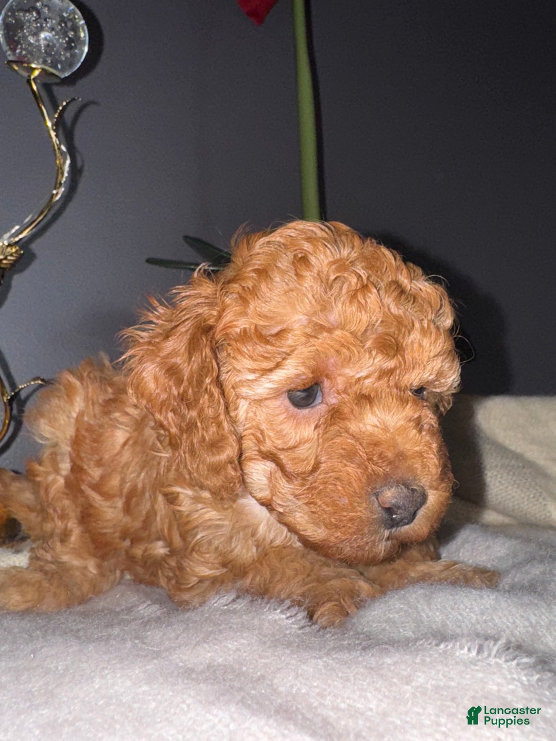 Miniature Poodle dogs for sale: Miniature Poodle Milo - Ad 22