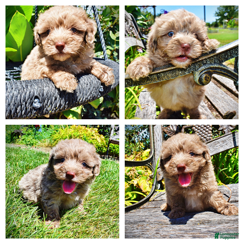 Havapoo dogs Innocent - Ad 1