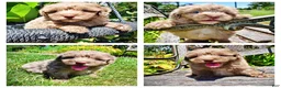 Havapoo dogs for sale: Innocent - Ad 1