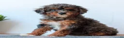 Miniature Poodle dogs for sale: Carley  - Ad 3