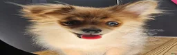 Pomeranian dogs for sale: Pepper's Long Shot - "Archer" - Ad 3