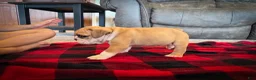 English Bulldog dogs for sale: Tyson - Ad 5