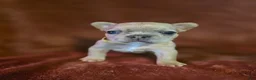 French Bulldog dogs for sale: Scrappie - Ad 4