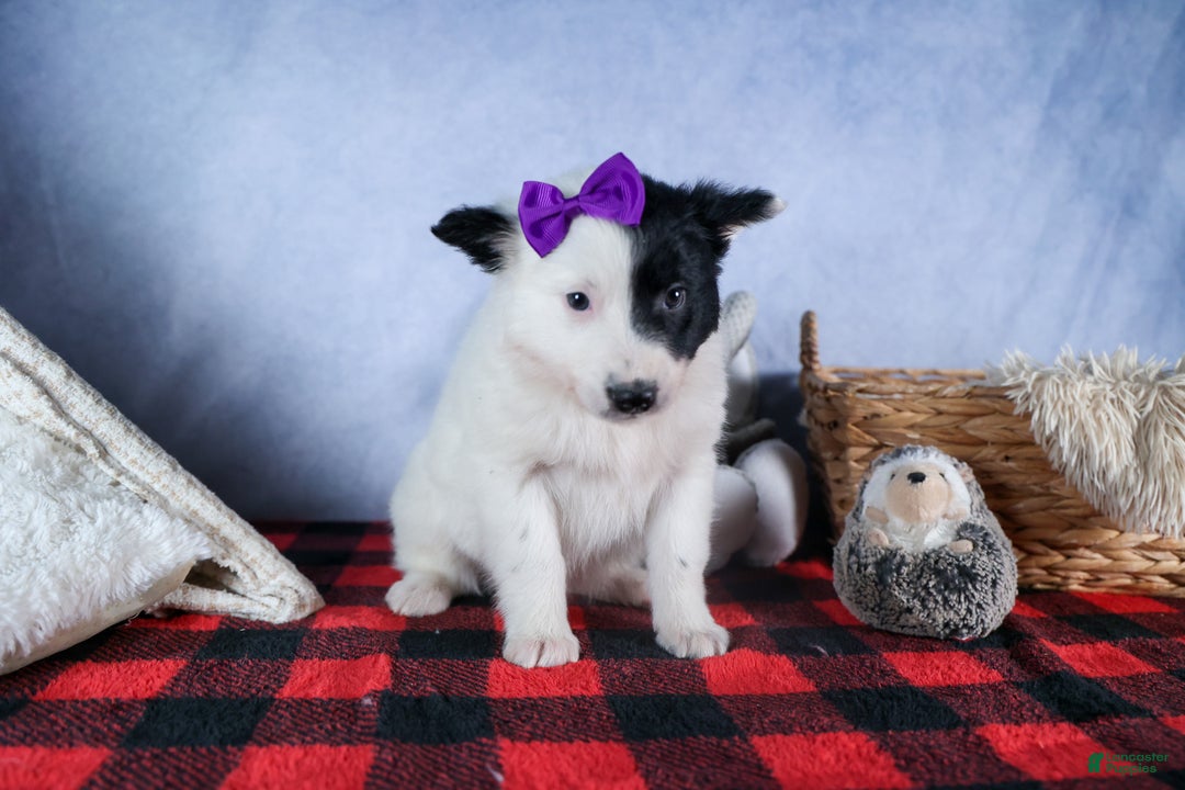 Mixed Breed dogs for sale: DAISY - Ad 11