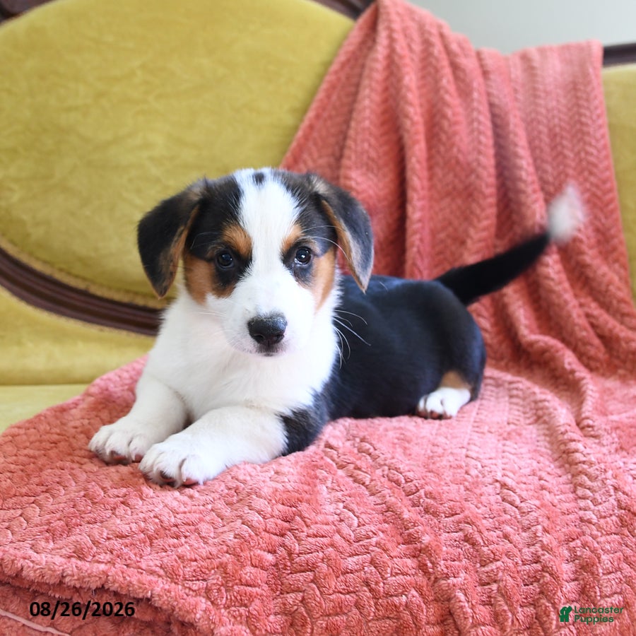 Welsh Corgi Pembroke dogs Bethany - Ad 2