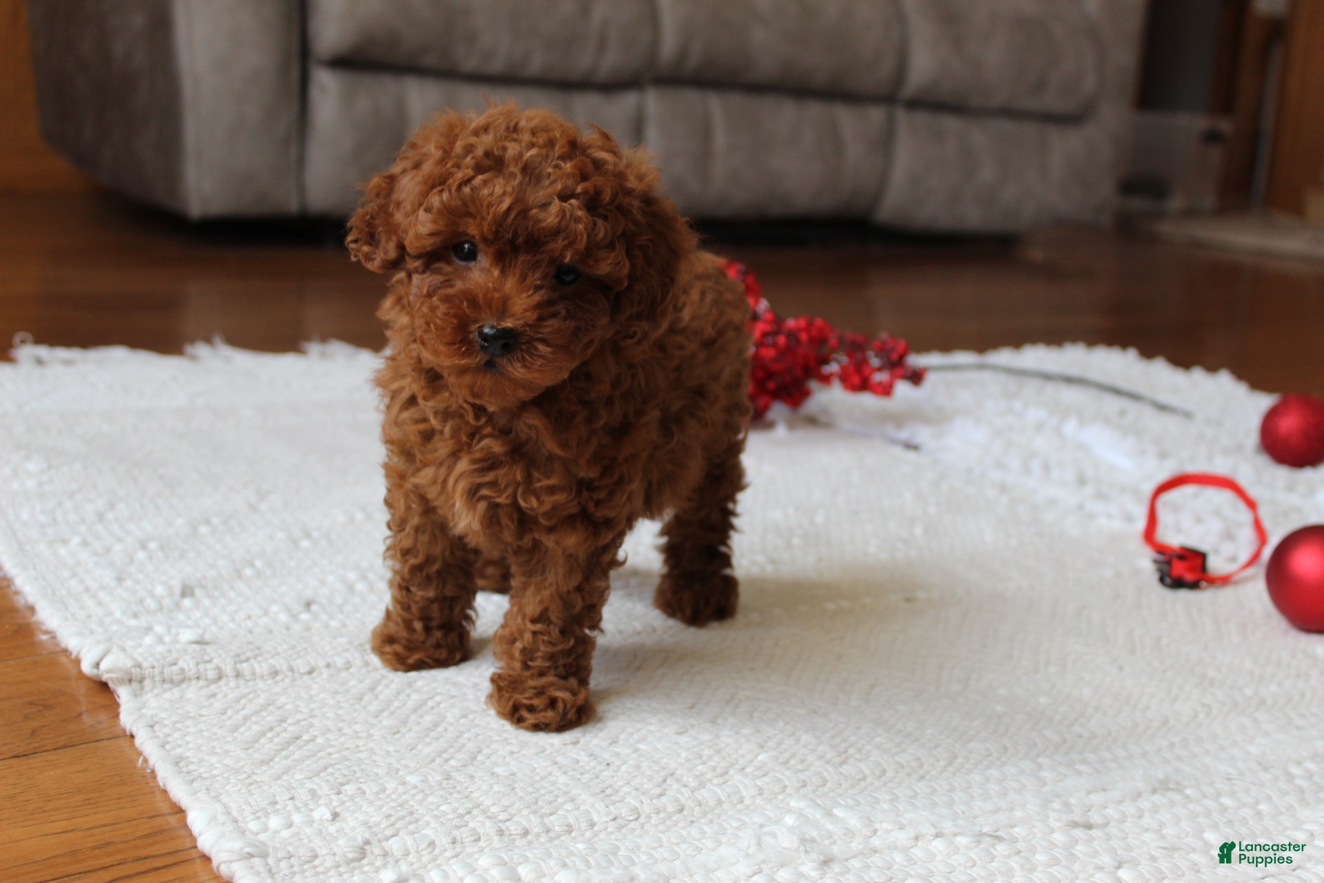 Toy Poodle dogs Marshall - Ad 1