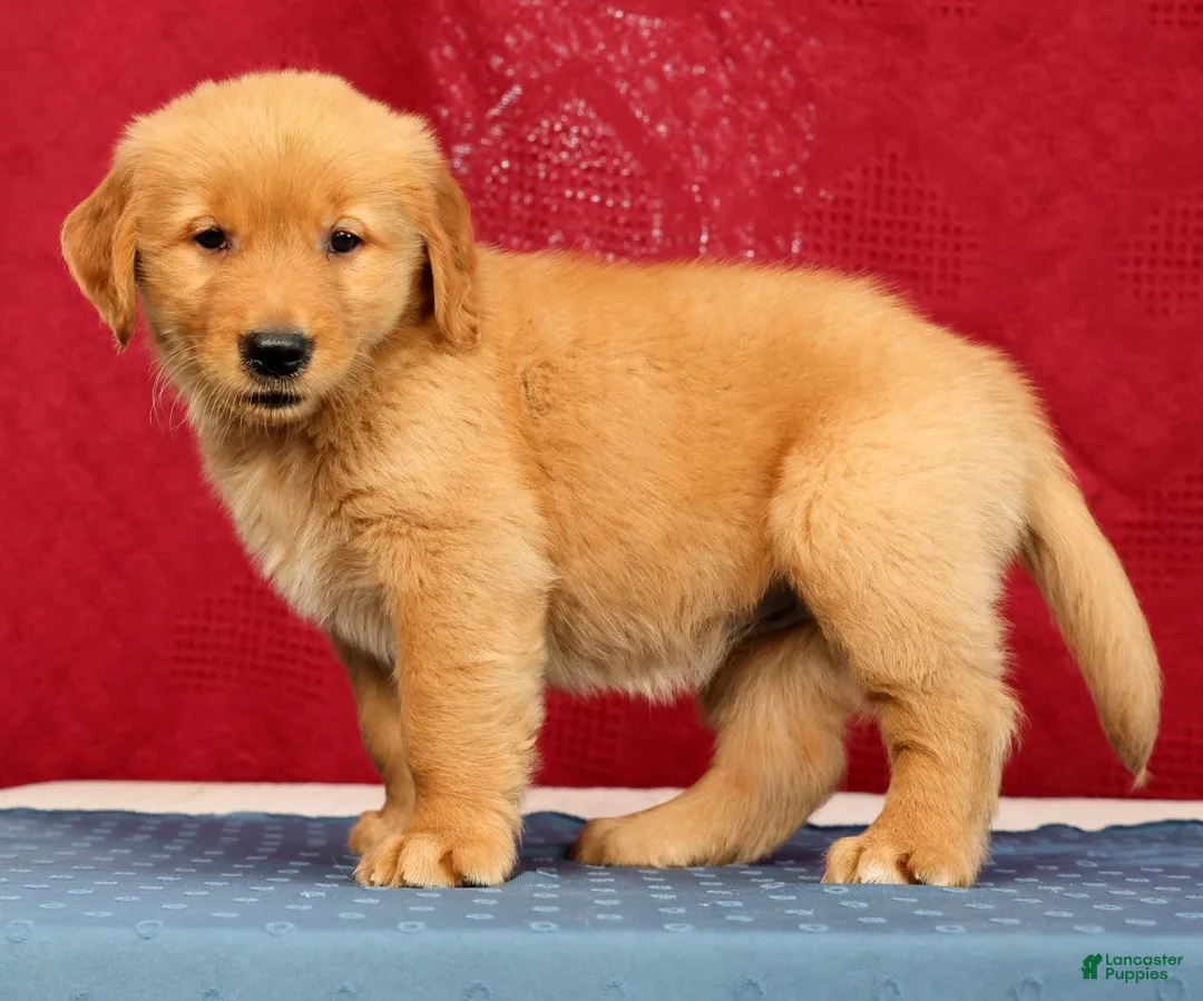 Golden Retriever dogs for sale: Olive - Ad 2