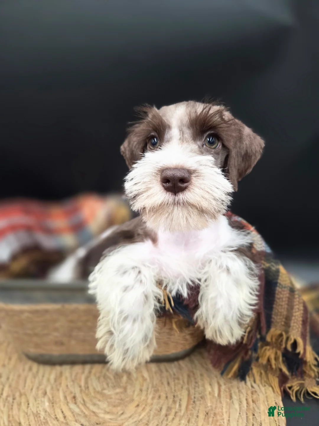 Miniature Schnauzer dogs for sale: Liver Parti Female - Ad 3