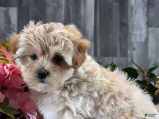 Mixed Breed dogs Lexi - Ad 19